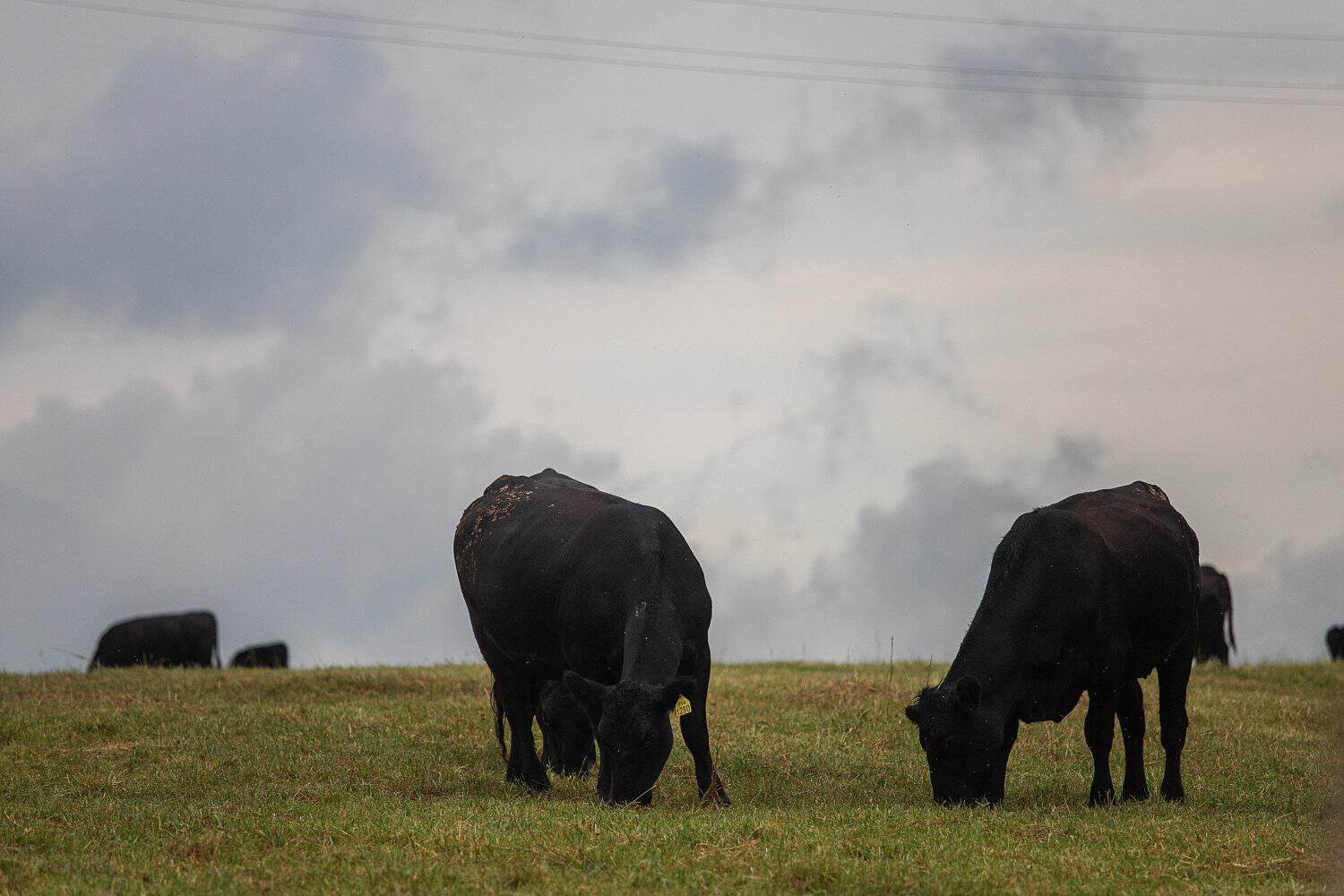 a large herd of large and healthy breeding bulls graze on a fenced meadow belonging to the agricultural Corporation, breeding cattle for meat and for milk production, rural landscape