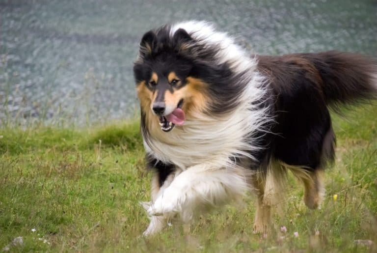Looking at a Scottish (or Scotch, Rough) Collie in a Swiss mountain field. The Scotch Collie is a landrace breed of dog which originated from the highland regions of Scotland.