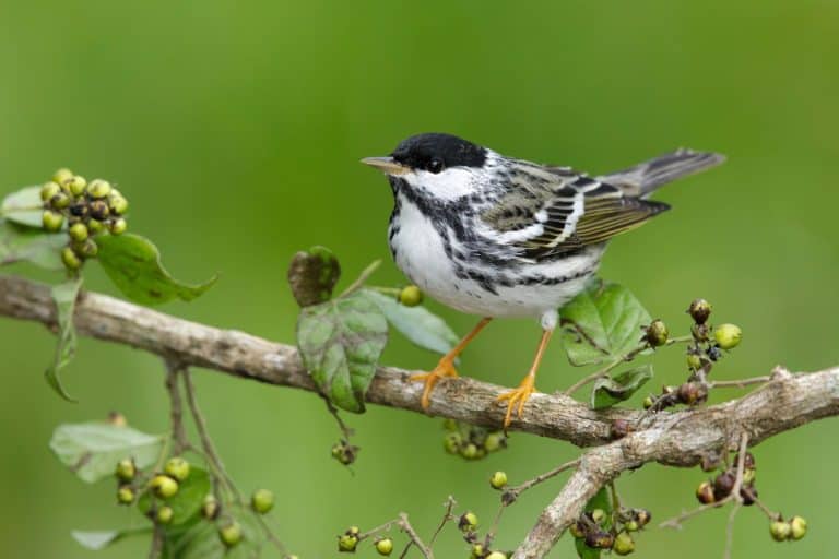 Adult male Blackpoll Warbler (Dendroica striata) during spring migration in Galveston County, Texas, USA.