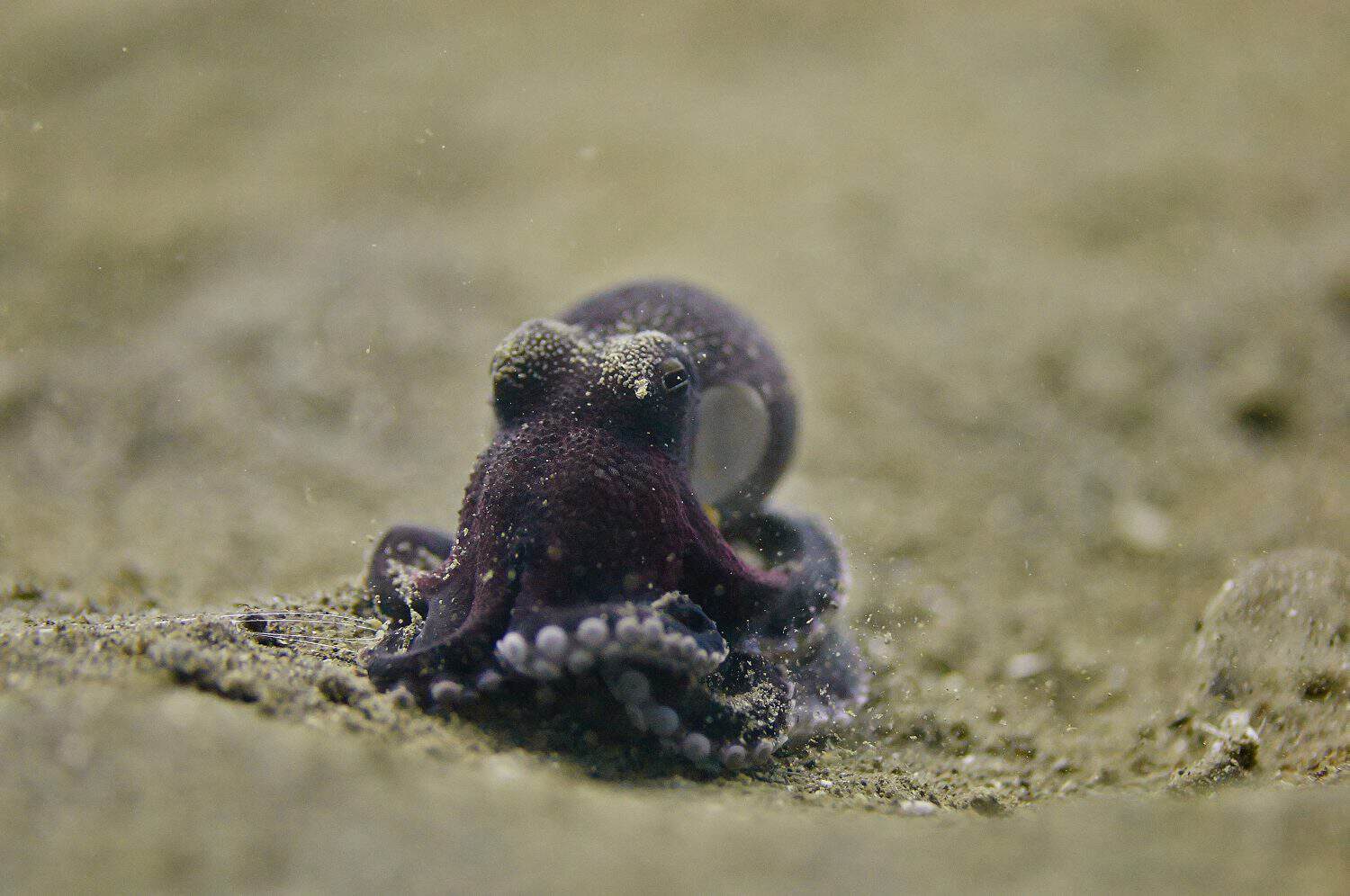 PYGMY OCTOPUS ON SAND