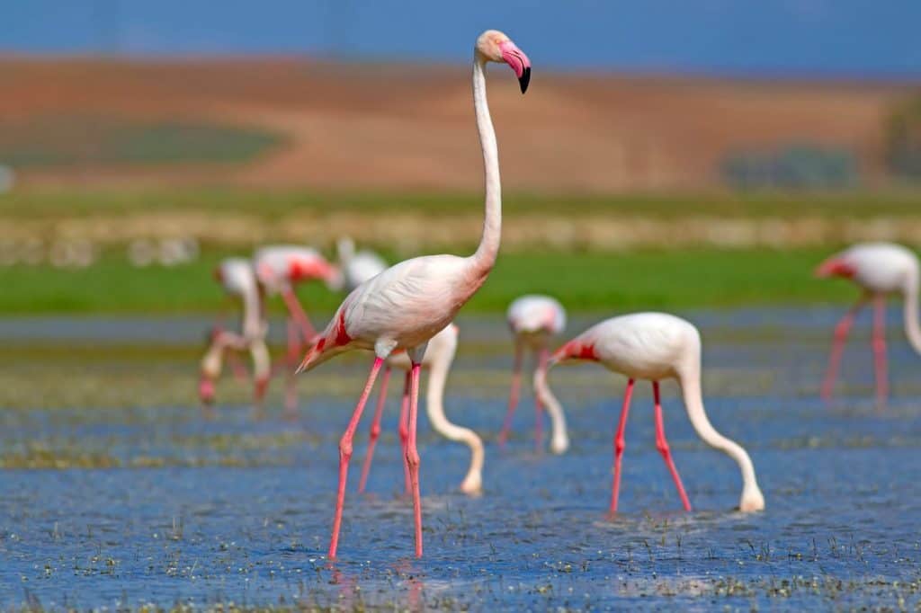 Colorful bird Greater Flamingo. Phoenicopterus roseus. Green nature and water background.