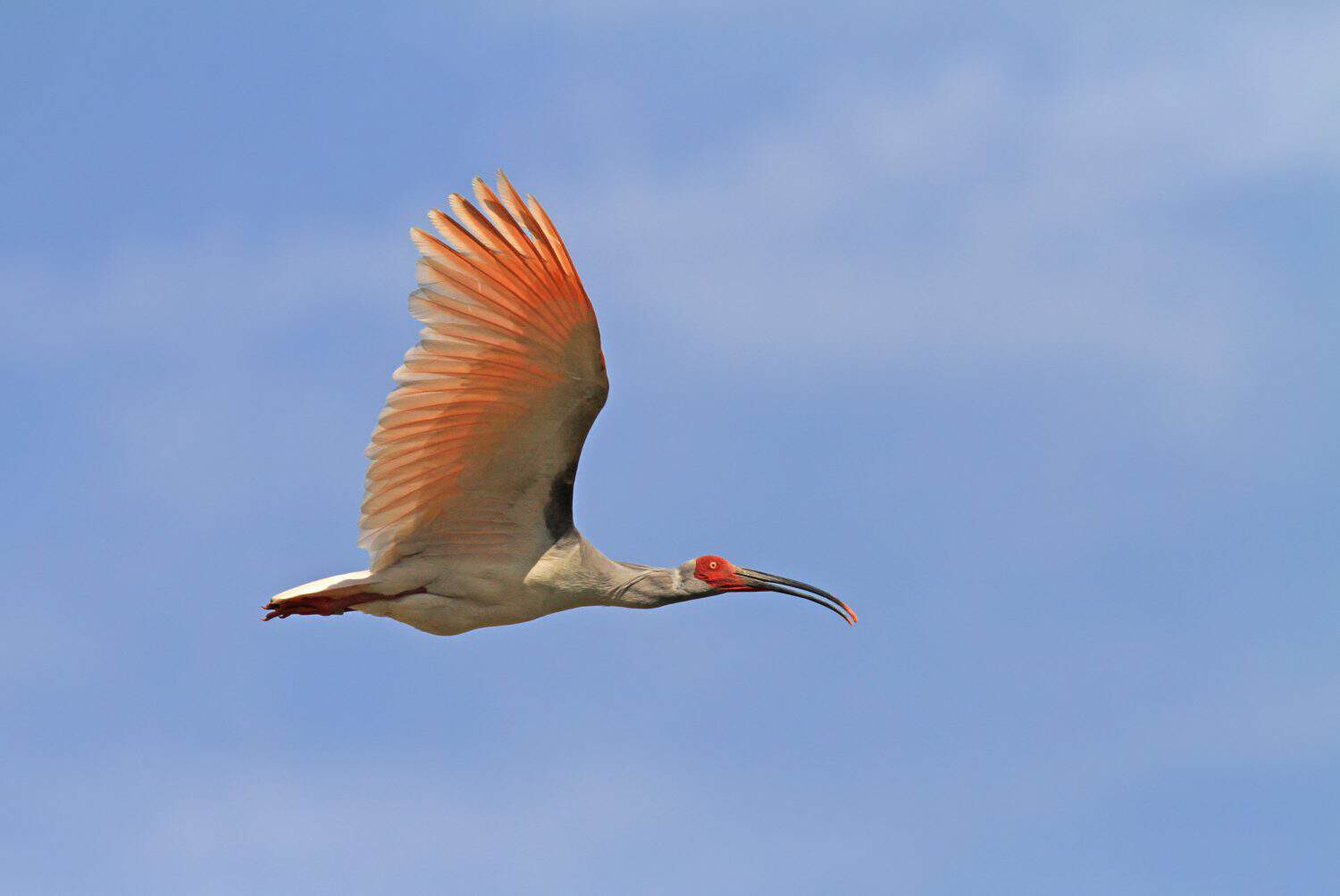 Wild Japanese Crested ibis (Nipponia nippon) in flight in China. A species that was brought to the brink of extinction.