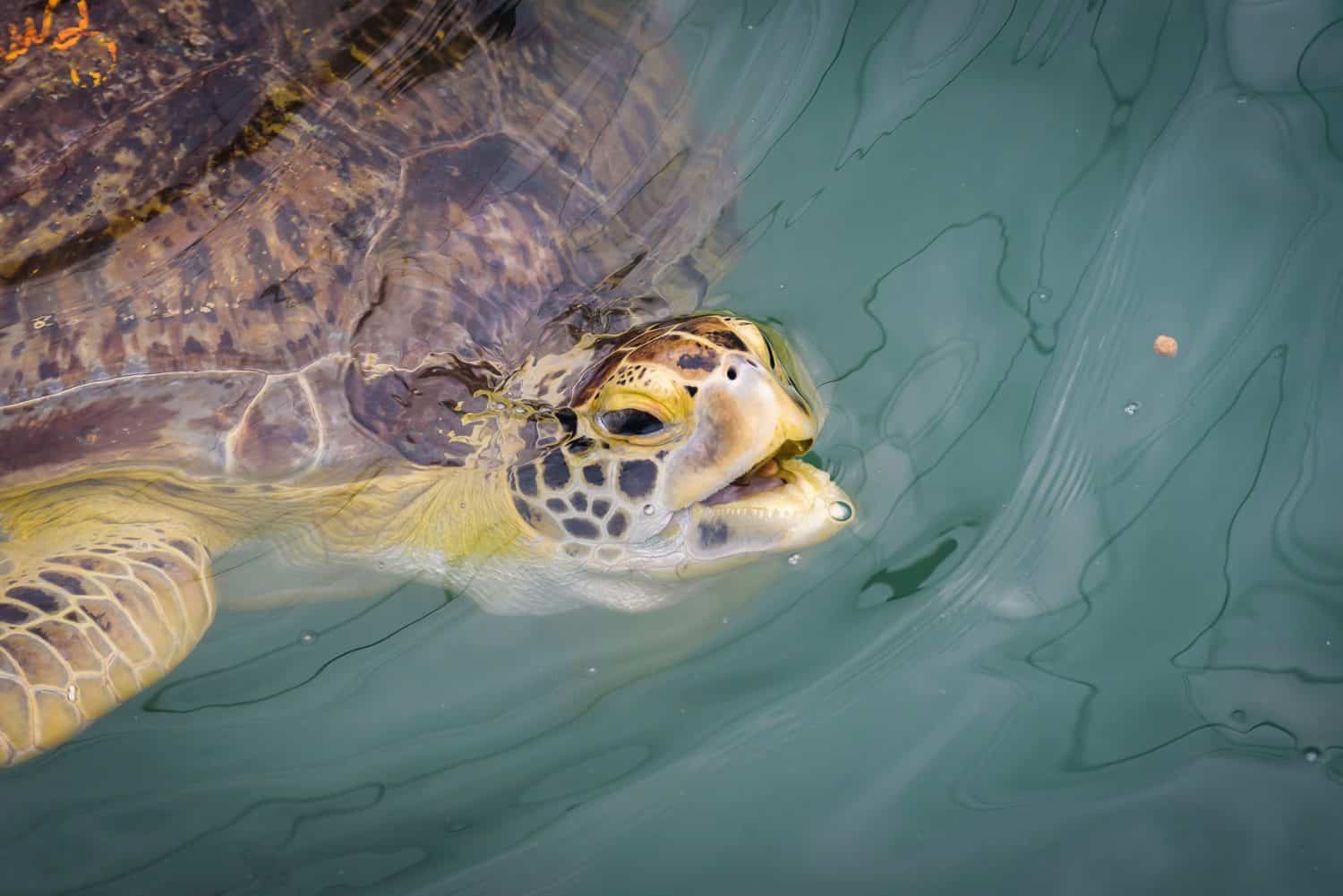 Closeup of a Sea Turtle swimming in a tank.