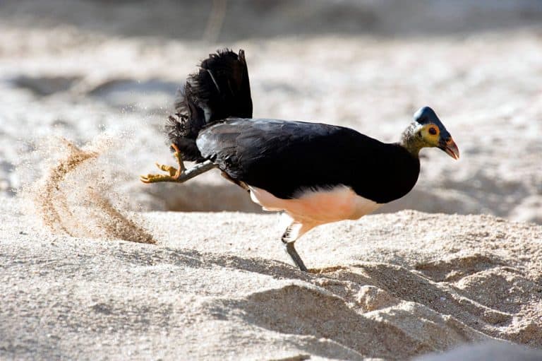 Maleo (Macrocephalon maleo) Megapode bird endemic to Sulawesi, Indonesia, lays eggs in hot sand and abandons ENDANGERED