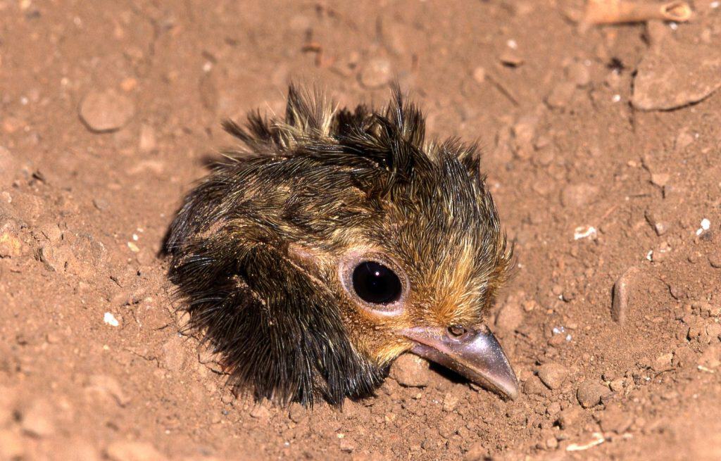 Maleo (Macrocephalon maleo) Megapode bird endemic to Sulawesi, Indonesia, Chick just emerged from sand, able to fly, ENDANGERED