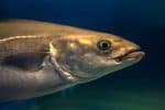 Pollack (European pollock)