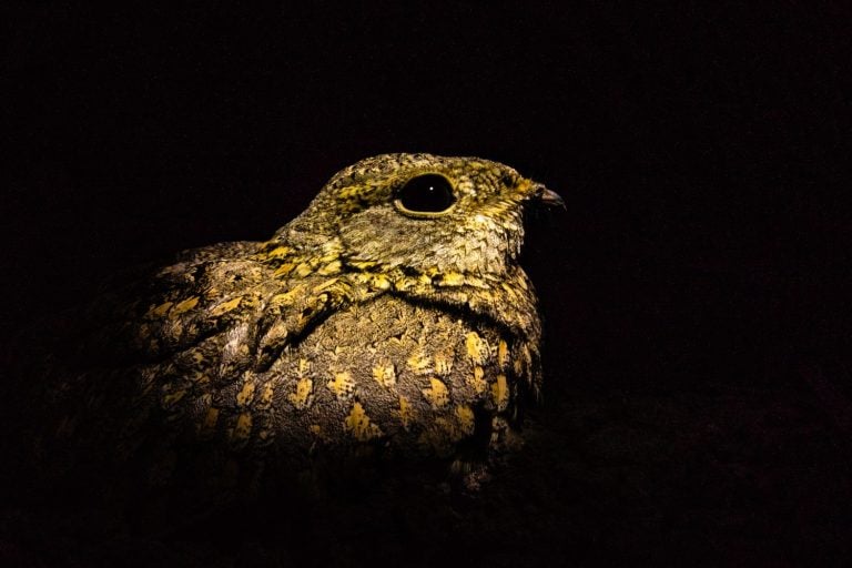 This image of Nightjar Bird is taken at Gujarat in India.
