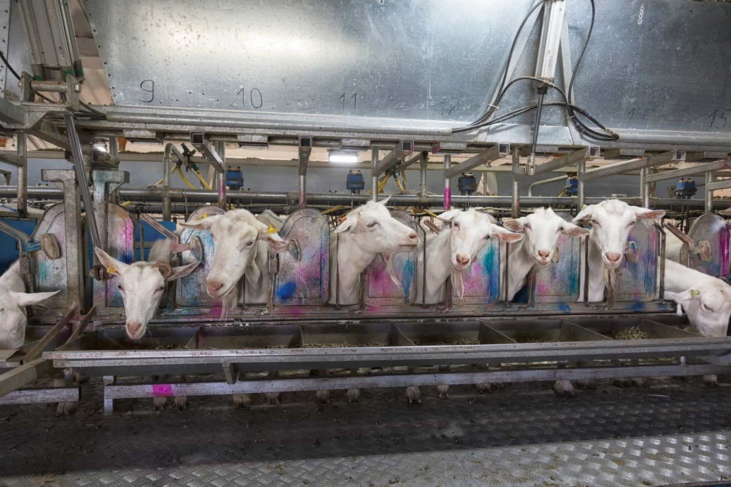 Goats during automatic milking