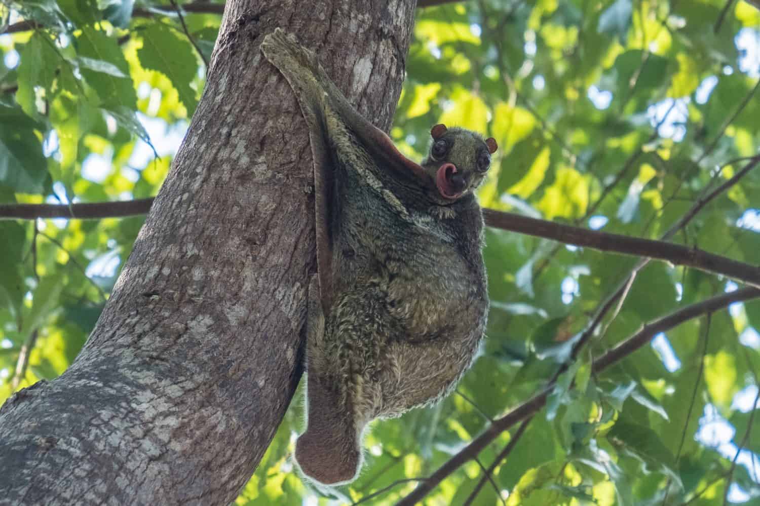 Flying Lemur (Galeopterus variegatus) clings to a tree and rests during the day (nocturnal animal) in Tarutao National Park Thailand.