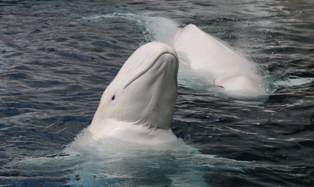 Beluga Whale - Delphinapterus leucas