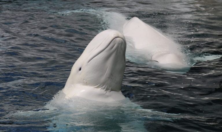 Beluga Whale - Delphinapterus leucas