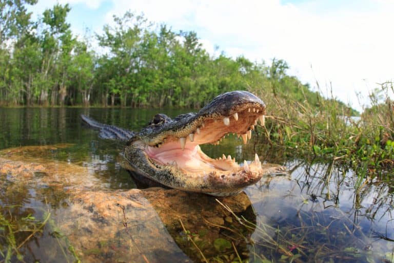 Alligator, Everglades ,Reptils open mouth.
