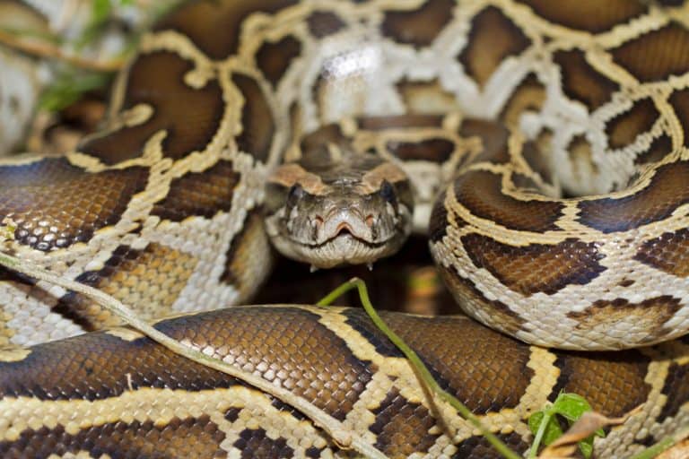 Close up of burmese python (python molurus bivittatus)