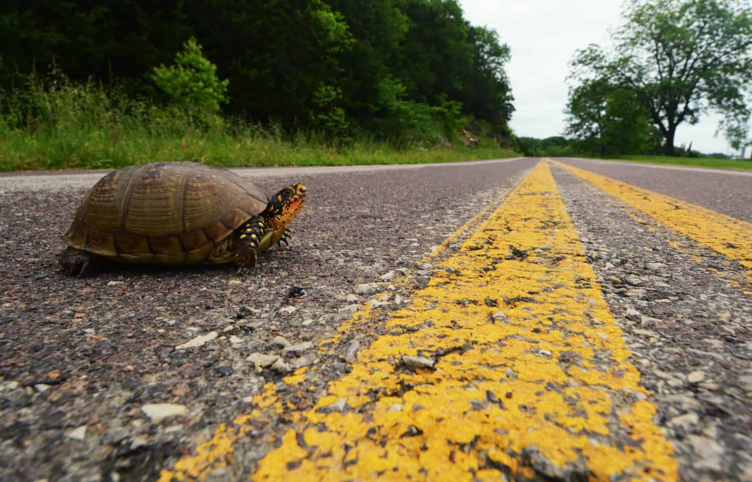 A box turtle crosses a paved road near Westphaila, Missouri in this photo taken May 28, 2019.