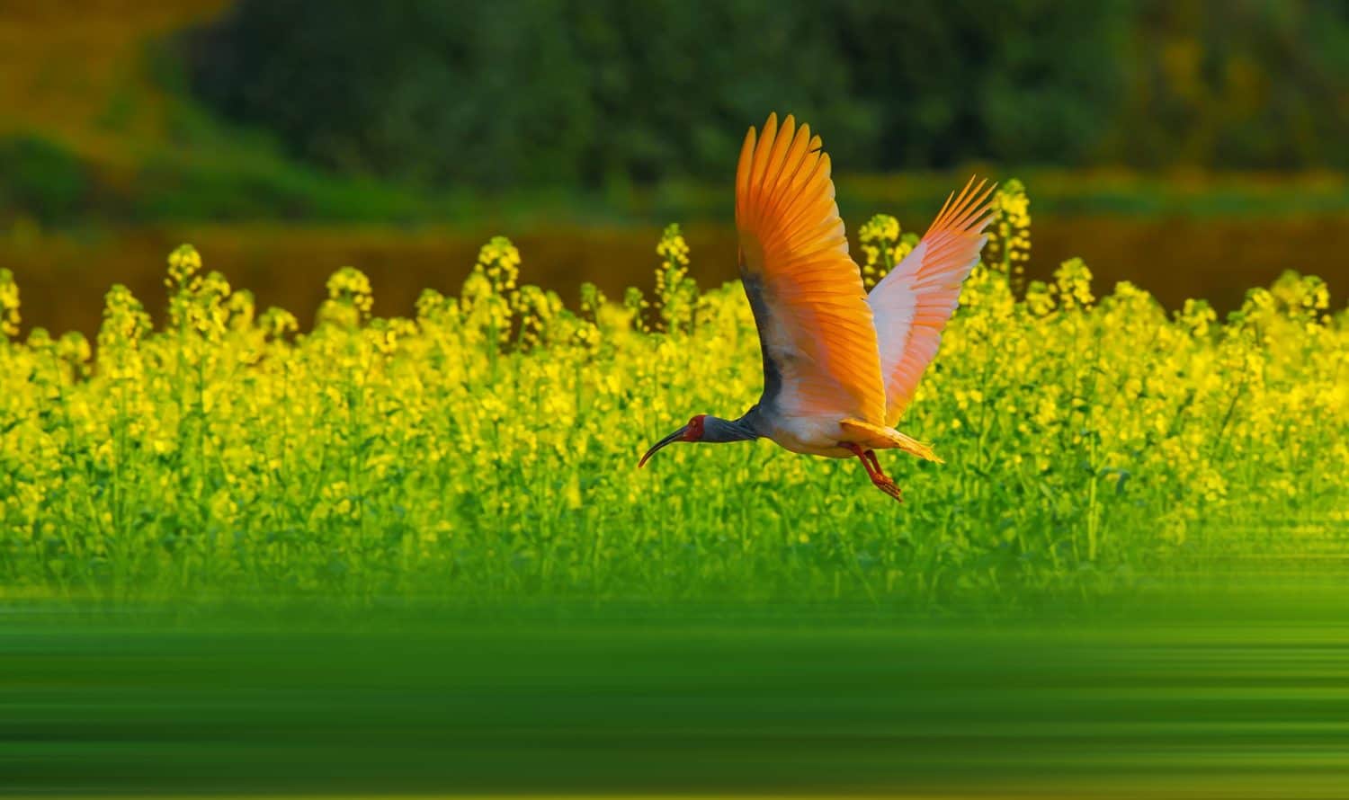 Crested Ibis foraging in the woods