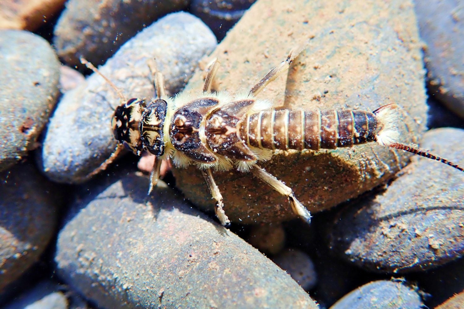 Stonefly Larvae Nymph Underwater in a River in Oregon