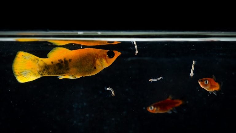 Lyretail molly Poecilia latipinna aquarium fish swimming to eat mosquito larvae