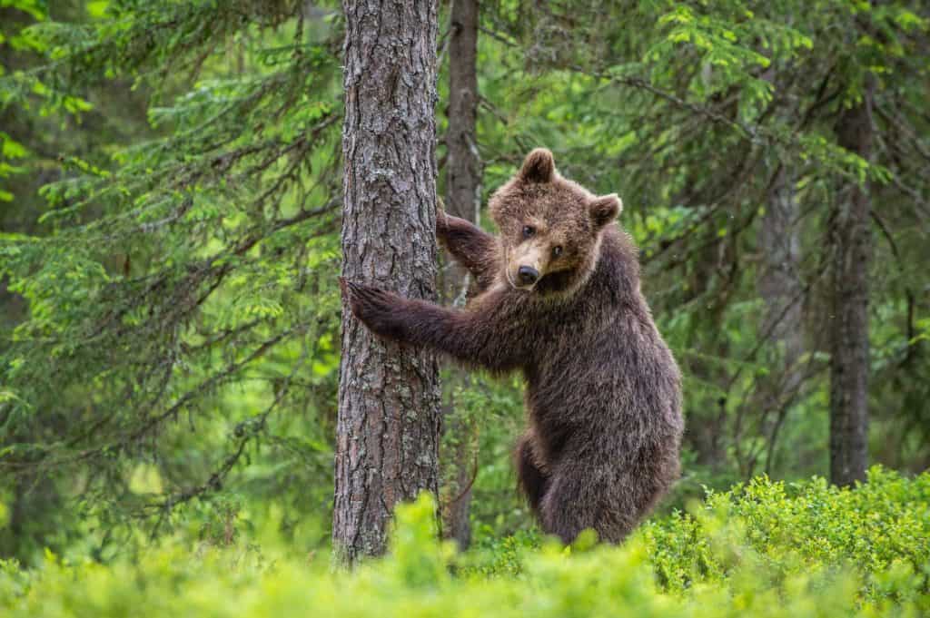 Brown bear stands on its hind legs by a tree in a summer forest. Ursus Arctos ( Brown Bear). Green natural background.