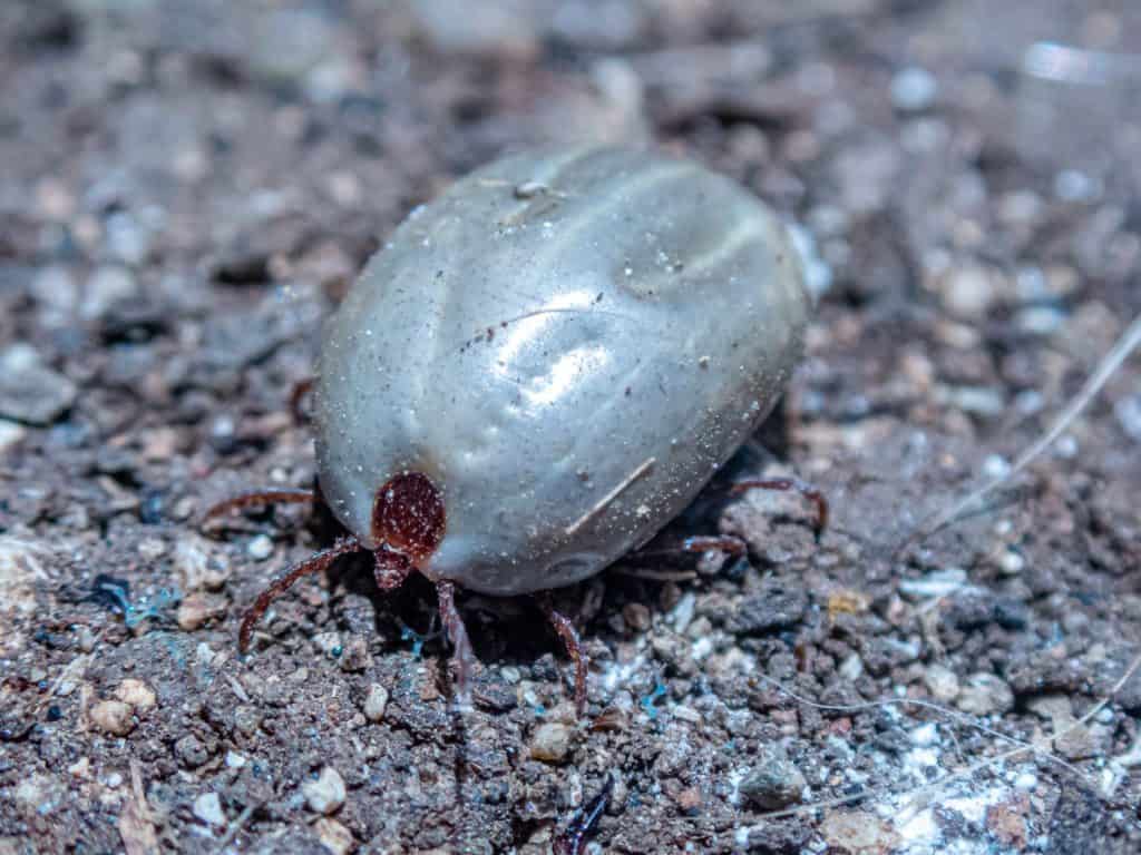 The Self-Cloning Tick That Can Copy Itself 2,000 Times - A-Z Animals