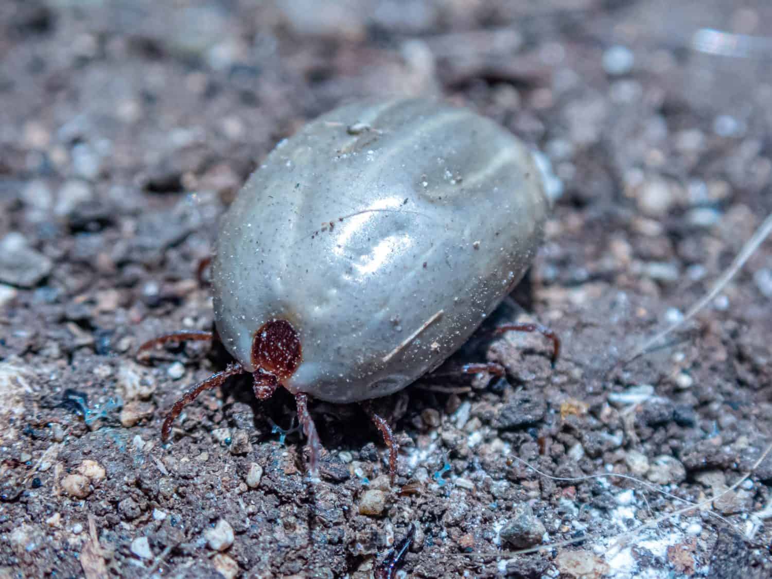 A macro of dog tick (Haemaphysalis longicornis) crawling on the ground.