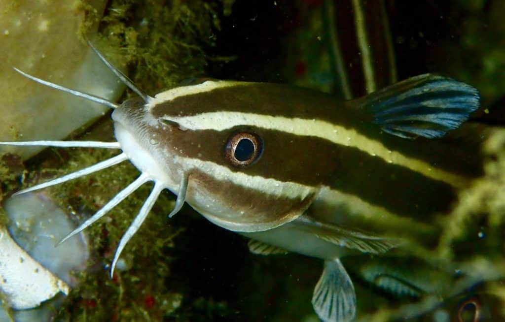 Striped eel catfish Plotosus Lineatus gazes at camera