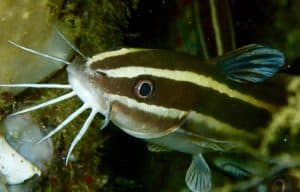 Striped eel catfish Plotosus Lineatus gazes at camera