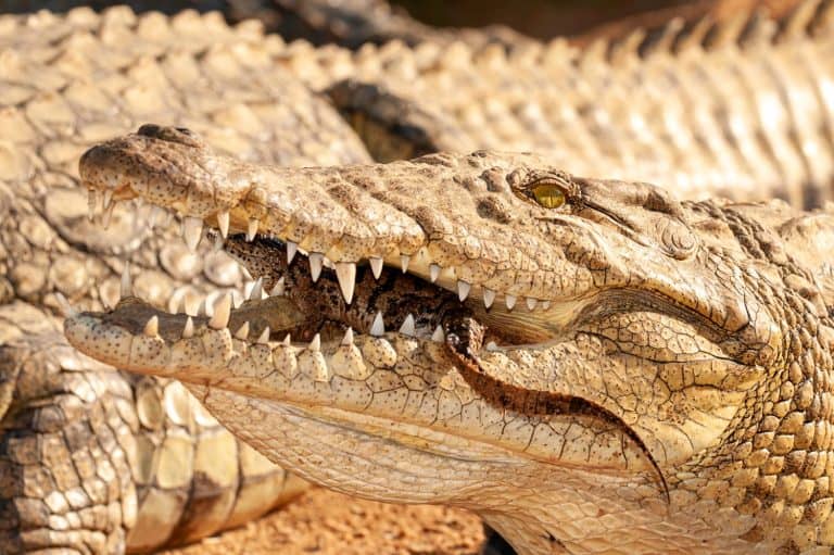 Nile crocodile Mother and hatched baby carrying taking the baby to water