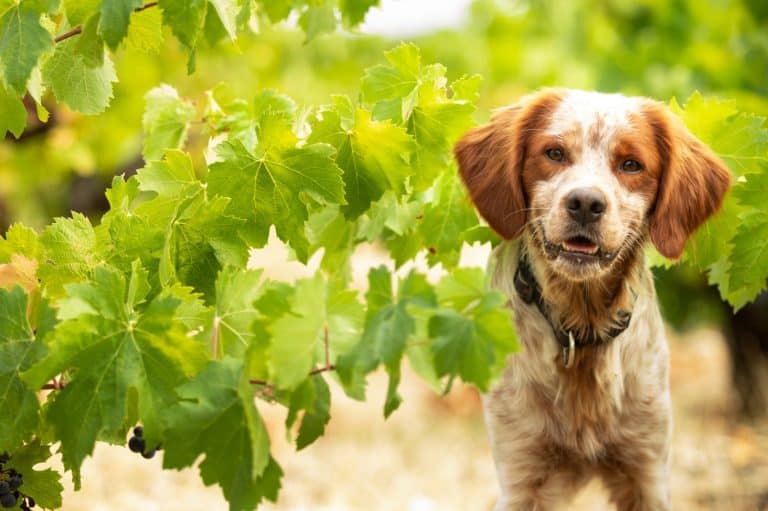 Brittany spaniel dog in the autumn vineyard