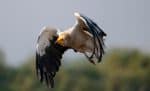 Egyptian Vulture