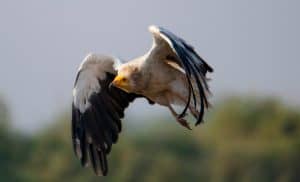 The Egyptian Vulture is a small Old World vulture and the only member of the genus Neophron