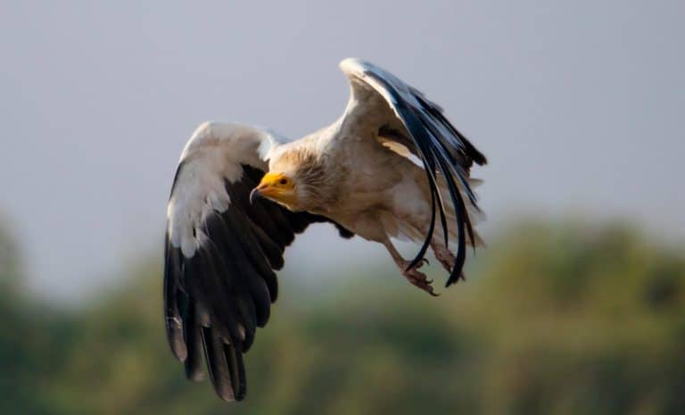 Egyptian Vulture
