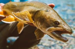 Bull trout from the Alberta Rocky Mountains