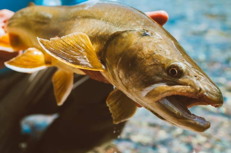 Bull Trout