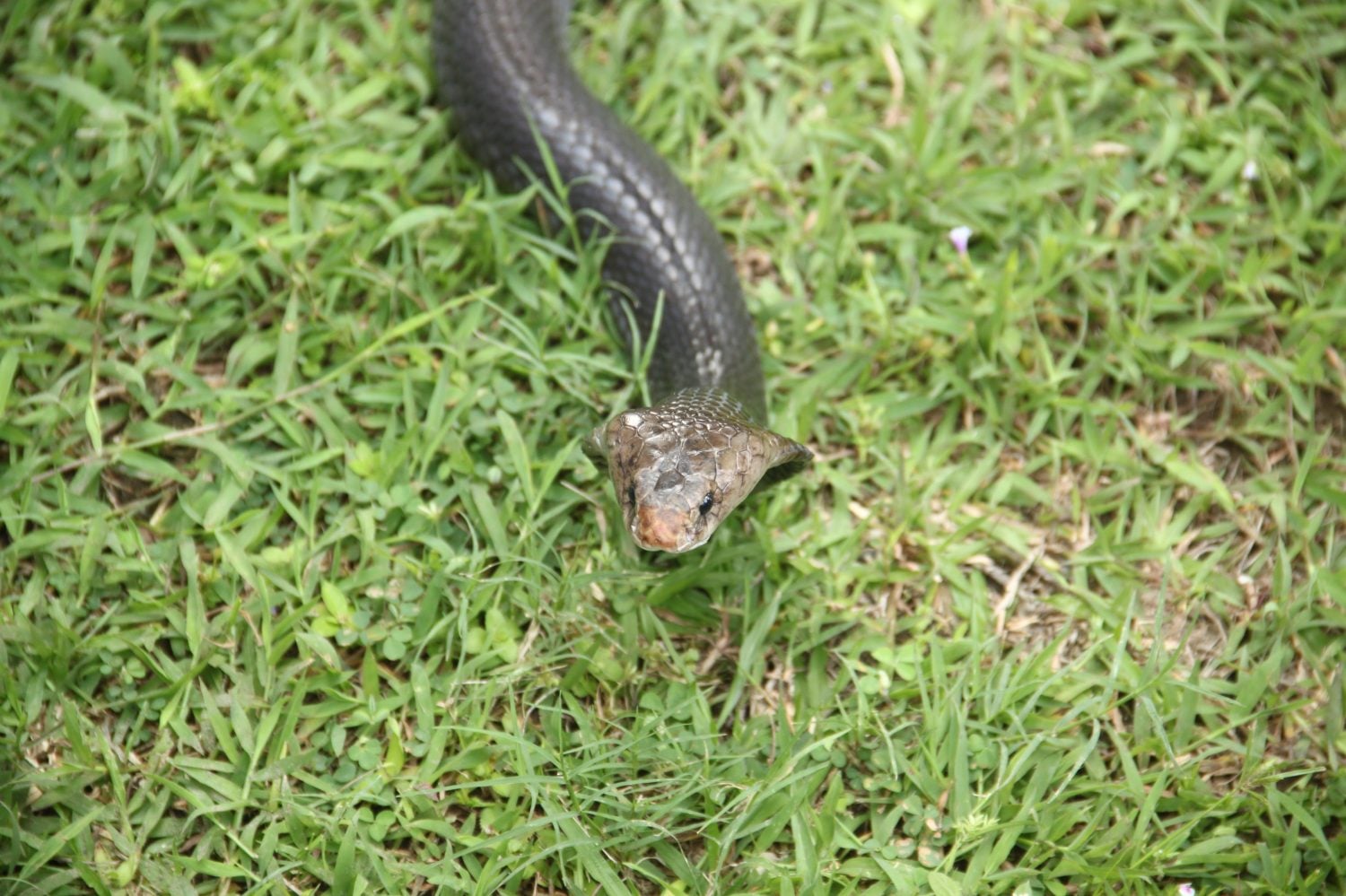 The cobra, in the backyard garden, in Jogjakarta, Indonesia, is a very poisonous snake