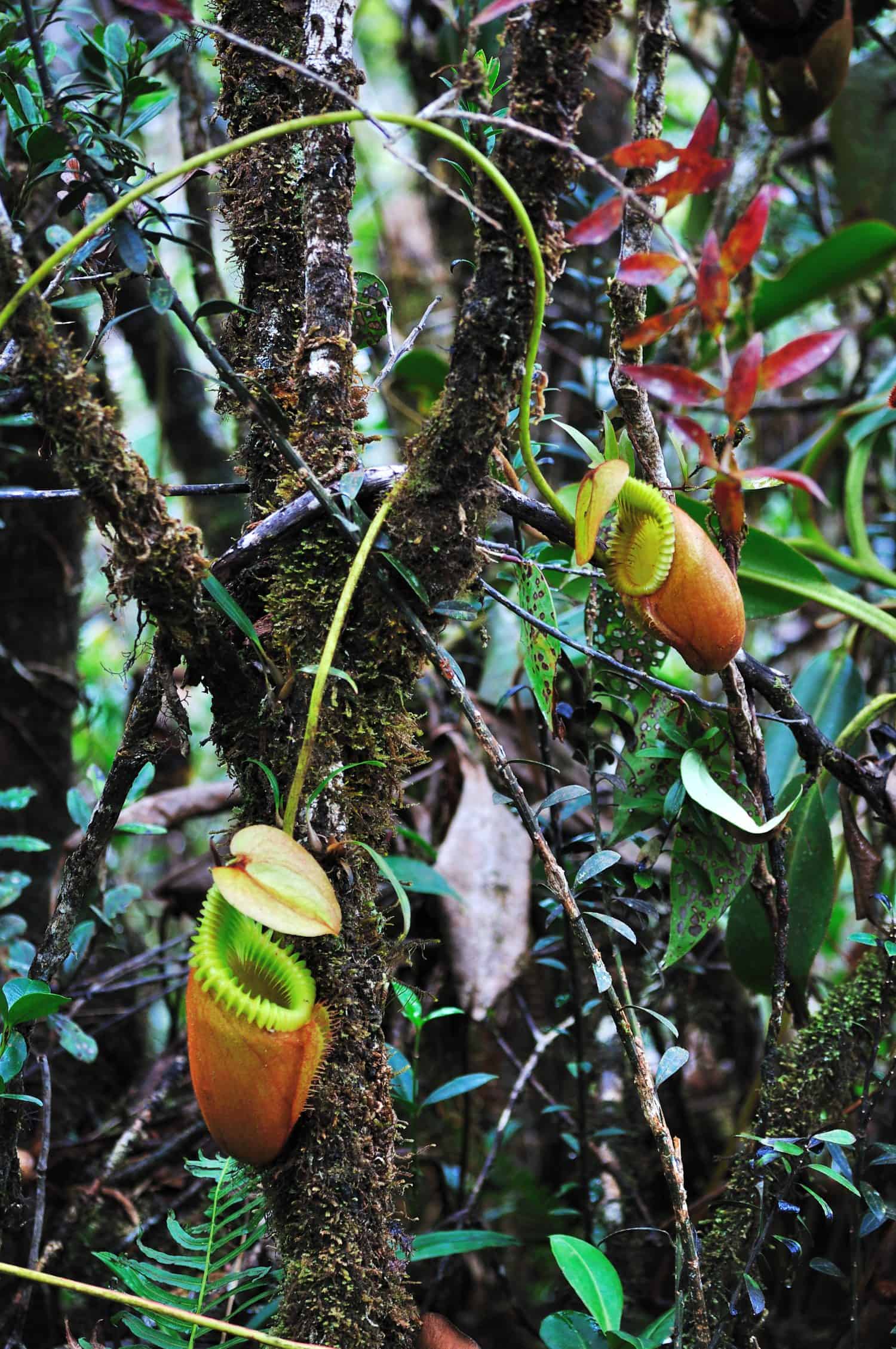 Nepenthes villosa - Pitcher plants in Mt Kinabalu National Park, Sabah, Borneo Mt Kinabalu National Park, Sabah, Borneo