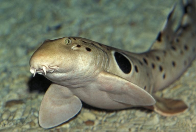 Epaulette Shark, hemiscyllium ocellatum , underwater view