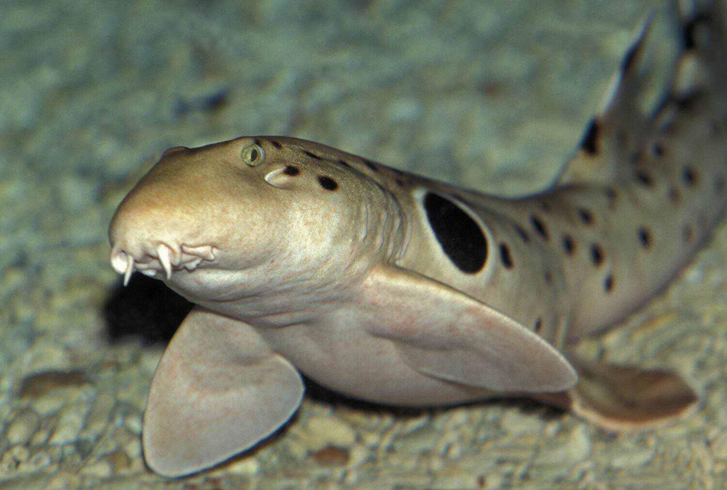 Epaulette Shark, hemiscyllium ocellatum , underwater view