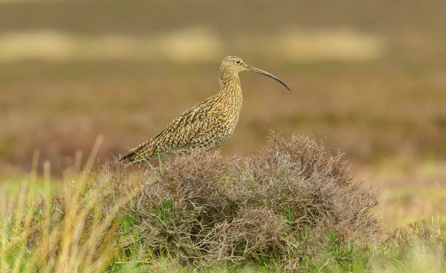 Curlew (Scientific name: Numenius arquata) Adult curlew with long beak stood in natural moorland habitat of reeds, grasses and heather during the nesting season.  Yorkshire, England. Space for copy.
