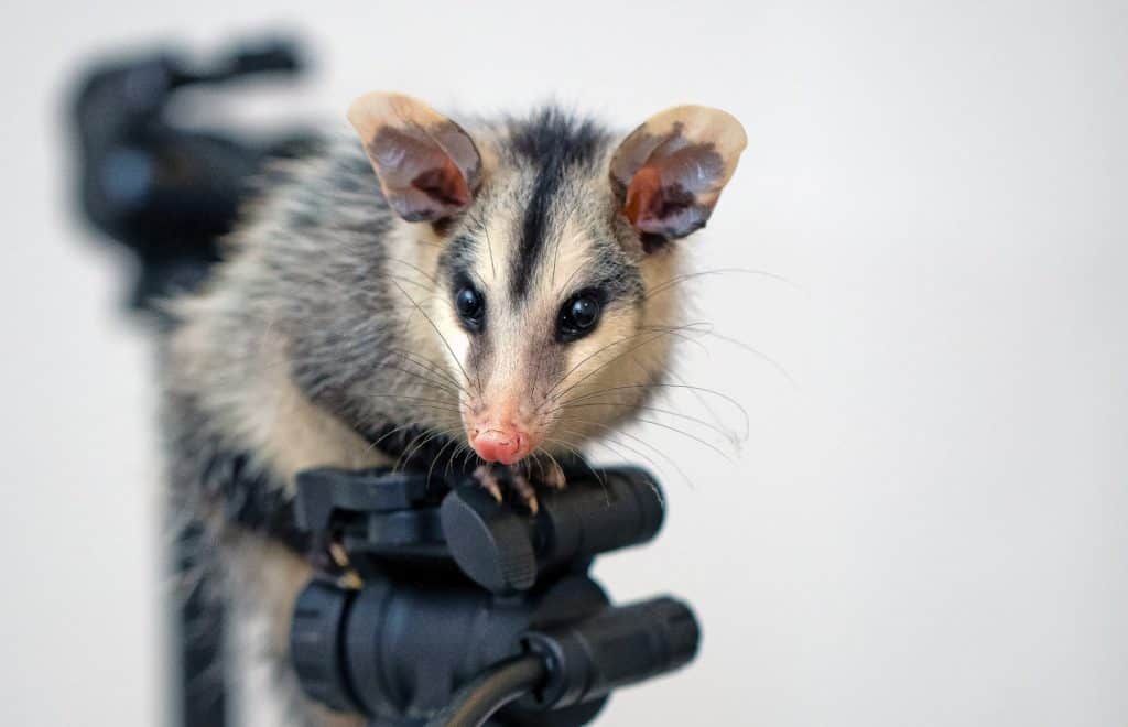 Oversized ears help this opossum pick up on noises from far away.