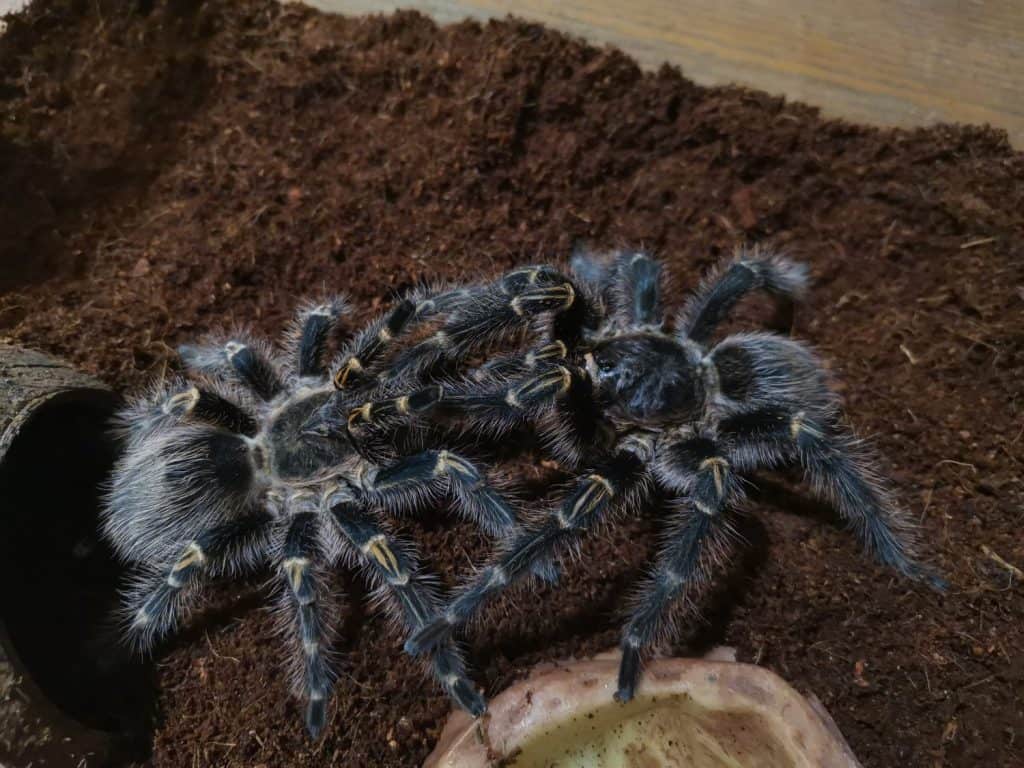 beautiful tarantula mating Grammostola pulchripes