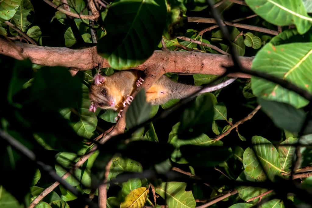 This opossum is furry everywhere but its tail, which is used to swing from trees.