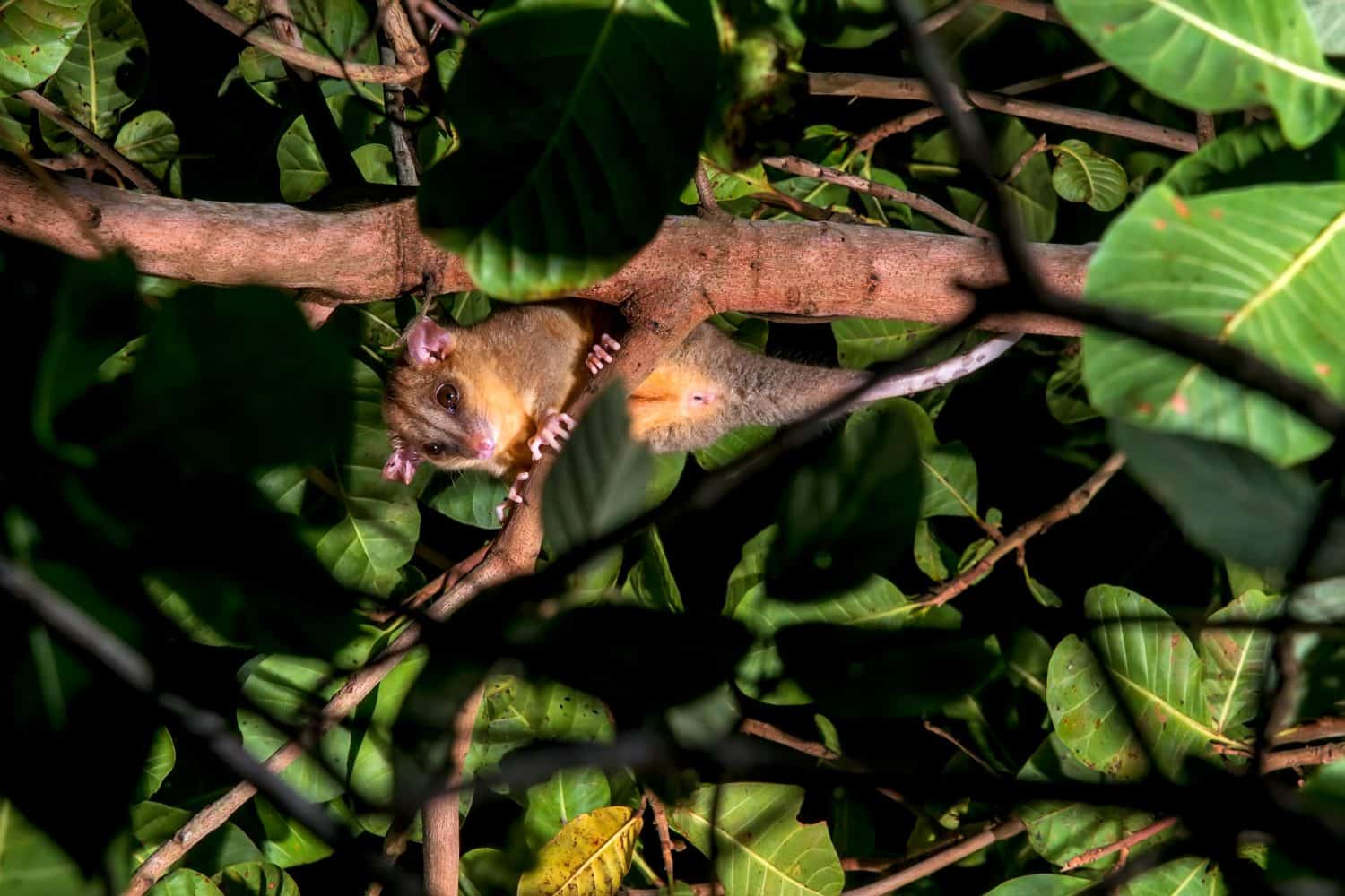 Bare tailed woolly opossum photographed in Guarapari, in Espirito Santo. Southeast of Brazil. Atlantic Forest Biome. Picture made in 2018.