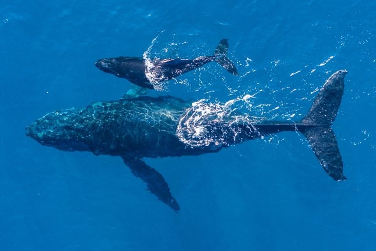 Humpback whales photographed with drone off the coast of Kapalua, Hawaii. Mother whale and her calf splash in the warm Pacific waters as two dolphins join in on then fun.