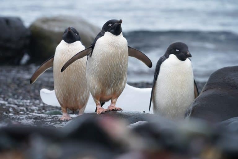 Group of adelie penguins looking funny