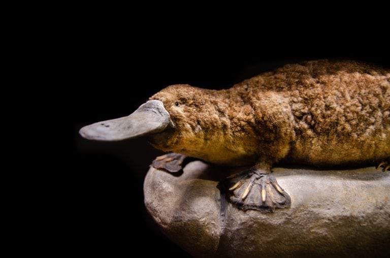 Platypus (Ornithorhynchus anatinus) on a stone at museum