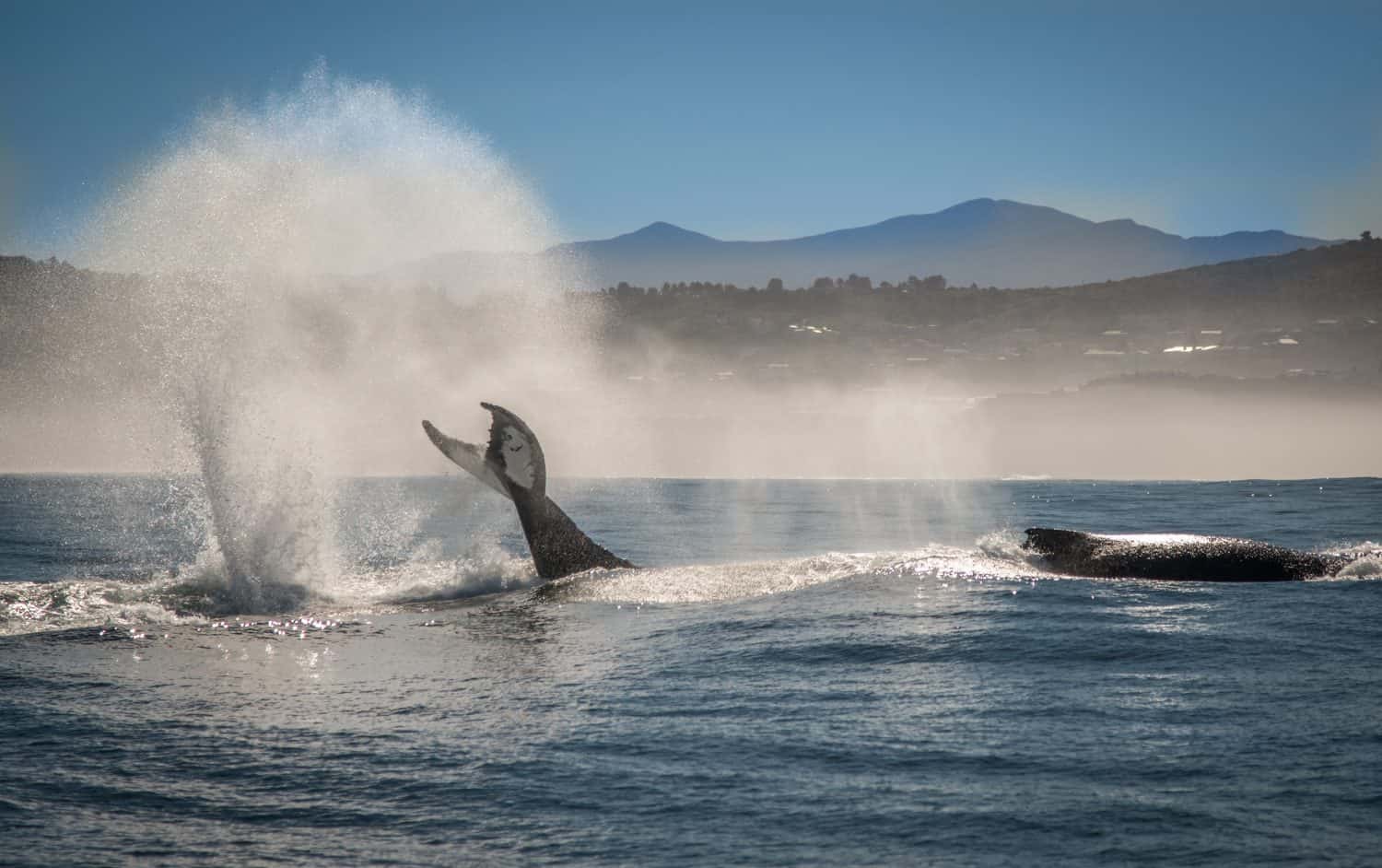 Humpback whale tail off the garden route coastline in South Africa