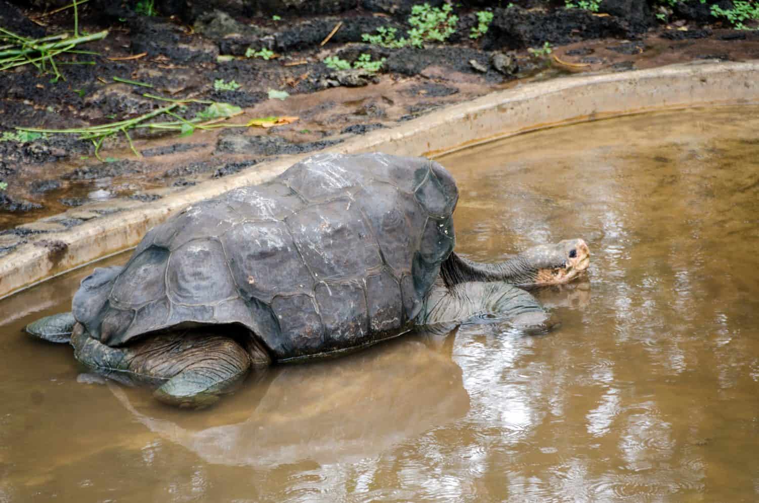 The male tortoise, nicknamed "Lonesome George" (died June 24, 2012), was the last of the known individuals of this species.