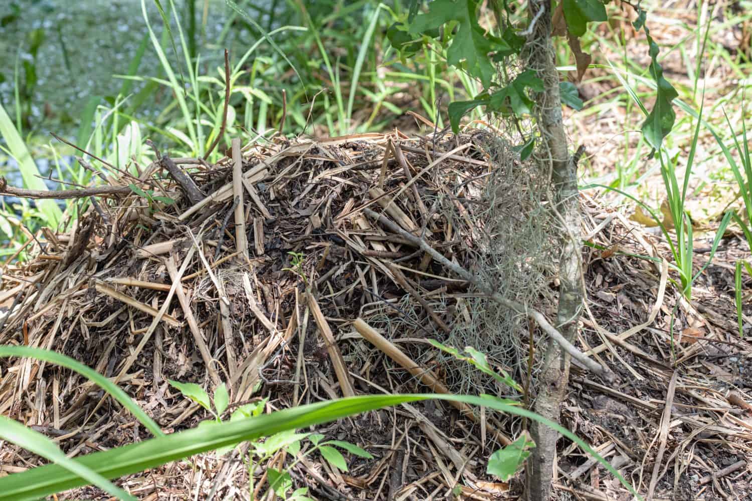 Close up of Alligator nest along Bayou Coquille in Barataria Preserve, Jean Lafitte National Park, Louisiana, USA