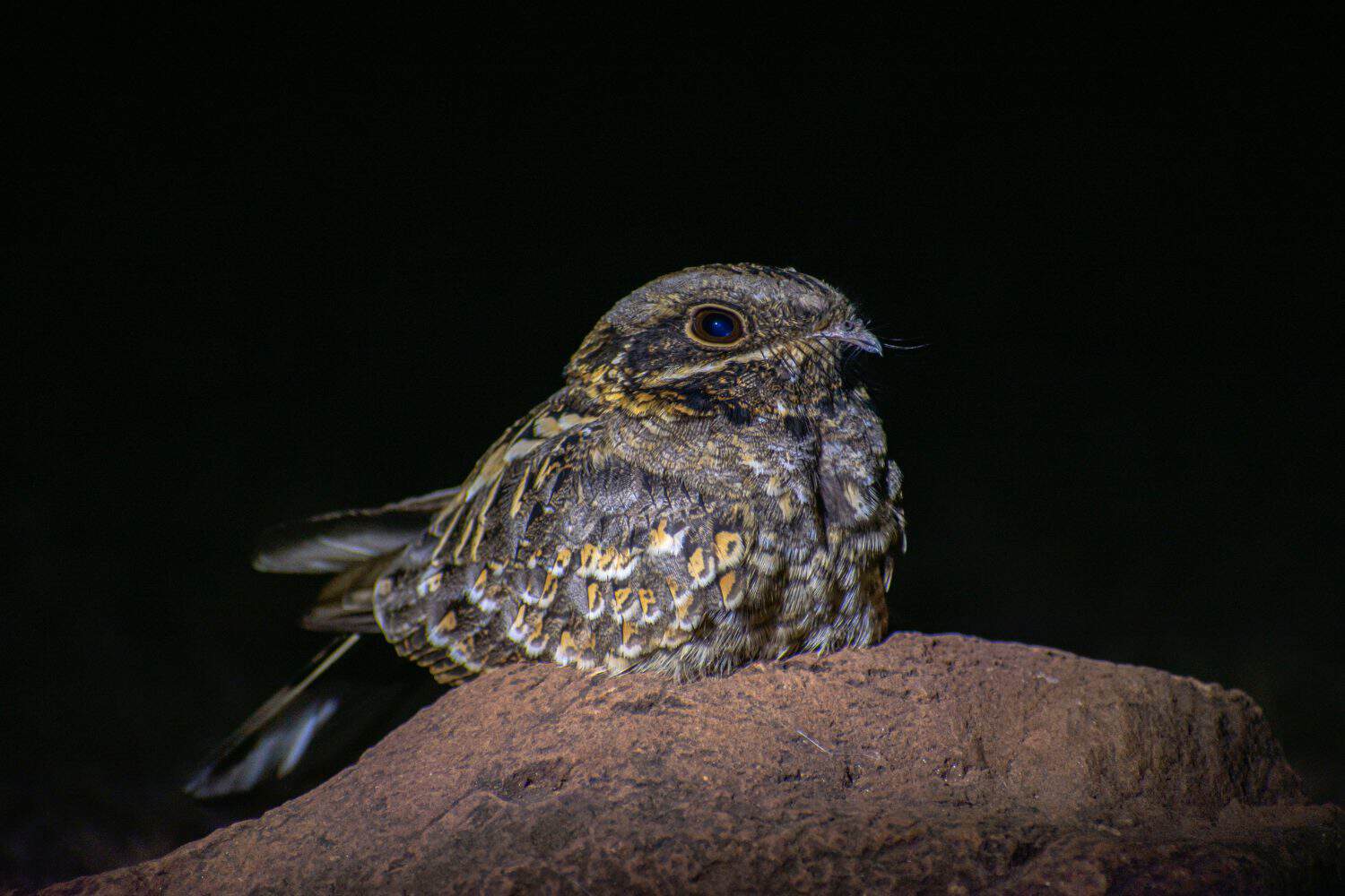 Nightjar (Caprimulgus ruficollis) Resting on a rock at night. Camouflage