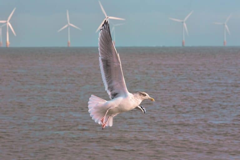 Clean energy. Seagull with offshore wind farm turbines background Natural renewable energy. Sustainable resources nature conservation image. Freedom and purity represented by flying sea bird close-up